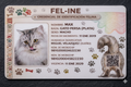 Fel-INE