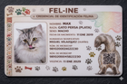 Fel-INE